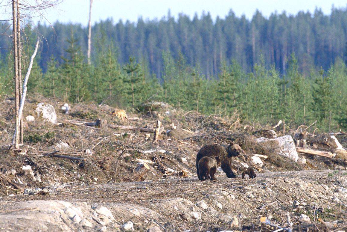 Habitat Loss